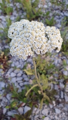 Achillea millefolium