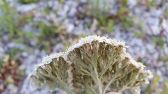 Achillea millefolium