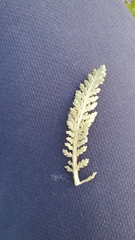 Achillea millefolium