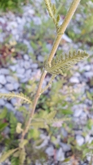 Achillea millefolium