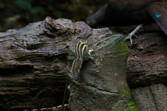 Tamiops mcclellandii