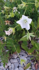 Geranium
