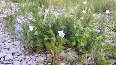 Geranium