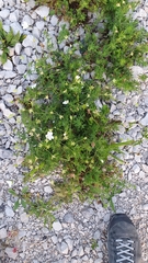 Geranium