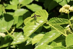 Physocephala floridana