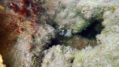 Centropogon australis