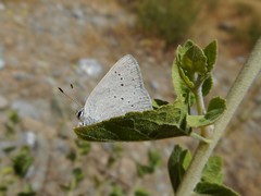 Satyrium sylvinus dryope