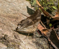 Archaeoprepona chromus