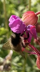 Bombus pascuorum