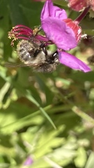 Bombus pascuorum