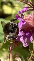 Bombus pascuorum