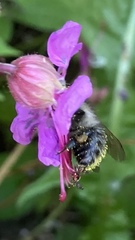 Bombus pascuorum