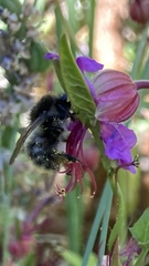 Bombus pascuorum