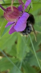Bombus pascuorum