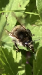 Bombus pascuorum