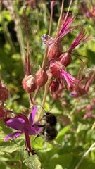 Bombus pascuorum