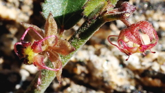 Ayenia compacta