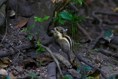 Tamiops mcclellandii