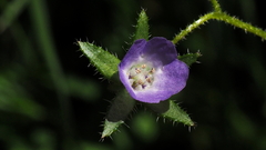 Pholistoma auritum arizonicum
