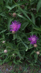 Centaurea jacea