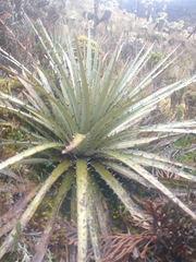 Puya hamata