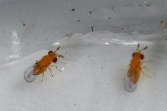 Trichogrammatidae