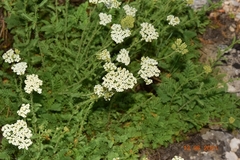 Achillea odorata