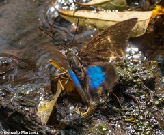 Archaeoprepona chromus