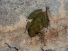 Craugastor decoratus