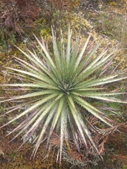 Puya hamata