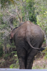Elephas maximus