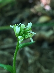 Arabis ciliata