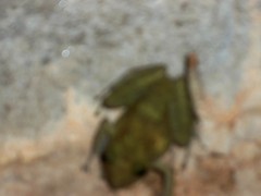 Craugastor decoratus