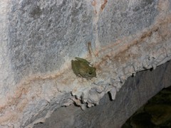 Craugastor decoratus