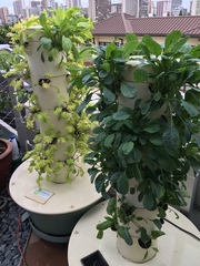 Brassica oleracea acephala