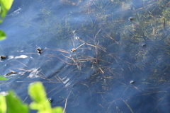 Potamogeton compressus