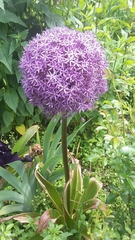 Allium giganteum
