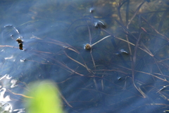 Potamogeton compressus