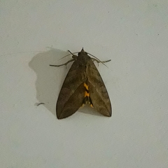 Lepidoptera