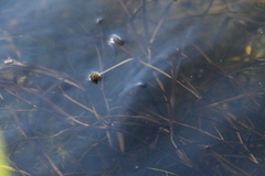 Potamogeton compressus