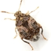 Redbud Seed Weevil - Photo (c) Mike Quinn, Austin, TX, some rights reserved (CC BY-NC), uploaded by Mike Quinn, Austin, TX