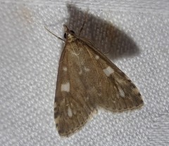 Udea olivalis