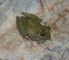 Craugastor decoratus