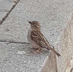 Passer domesticus