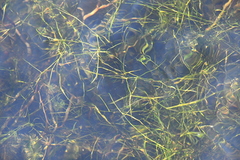Potamogeton trichoides