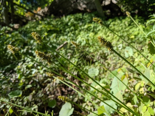 Carex laevivaginata iNat (2)