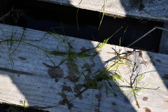 Potamogeton trichoides