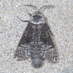 Cossinae