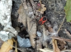 Melanocoryphus tristrami