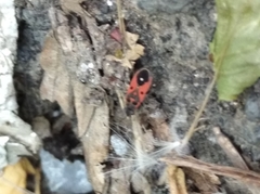 Melanocoryphus tristrami